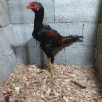 دو عدد جوجه خروس نصل دار ۵ماه