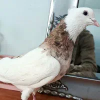 طوقی یه کتی آس