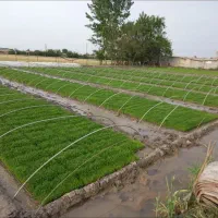 فروش بذر نشایی دستی و دستگاهی سینی بهنام