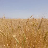 گندم دیم فروشی ۴۸هزار یکجا