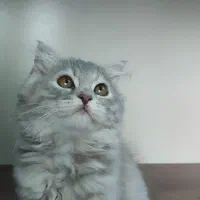 گربه گمشده