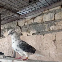 کفتر شکار نروماده