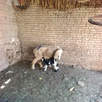میش ترکی بابره نر