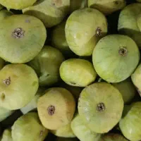 انجیر تازه مهریز