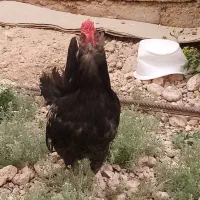 خروس گلین