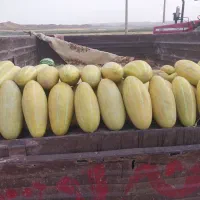 واگذاری بستان خربزه مشهدی