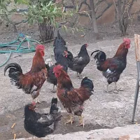 خروس چاق و سالم