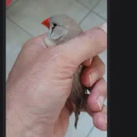 قفس بزرگ و یک جفت فنچ کینگ ۱۳۵۰۰۰۰تومن
