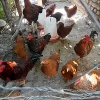 خروس محلی