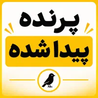 یک پرنده گمشده پیدا شده