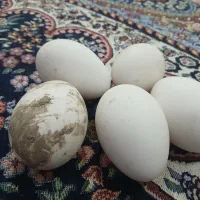 تخم قوغاز