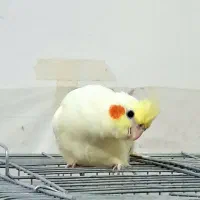 عروس هلندی 3 ماهه سخنگو