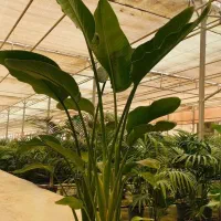خدمات تعویض خاک گلدان و باغبانی