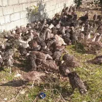 جوجه بوقلمون و تخم بوقلمون نطفه دار