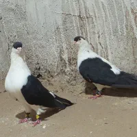 چهار جفت نرماده