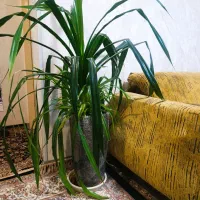گل طبیعی