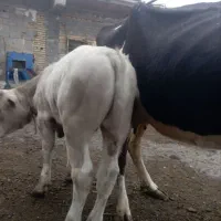 گاو وگوساله شیری