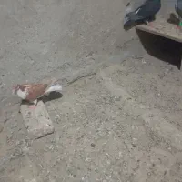 کبوتر