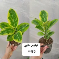گل و گیاه طبیعی|گل و گیاه طبیعی|بندر گناوه, |دیوار