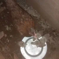 جوجه مرغ عربی اصل