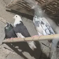 کبوتر پرشی