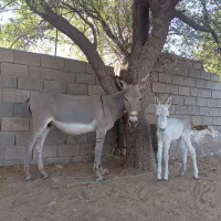 الاغ