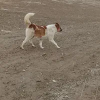 سگ گله|سگ|بزینه رود, |دیوار