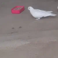 کفتر بلژیکی