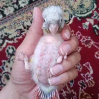 جوجه گرینچیک