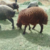 کهره وبره همه نر