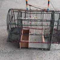 قفس سهره تلهدار  دست بافت مهره دار بروجرد فنری
