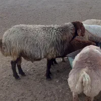 قوچ هترو