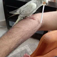 عروس هلندی گمشده