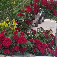 اجاره باغ ویلا