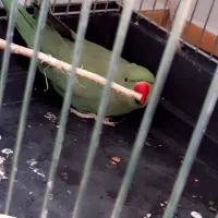 طوطی ملنگو سخنگو