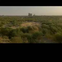 خار شتر
