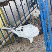 سار هفترنگ کربلایی سینه سار کله سار