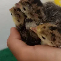 جوجه بوقلمون یک روزه