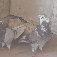 کفتر اصیل کاشان بشرت
