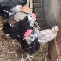 با سلام تعداد ۱۰ عدد خروس گلین اصل