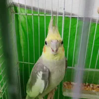 عروس هلندی