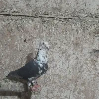 سینه سفید