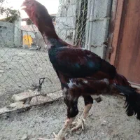 مرغ و خروس لاری