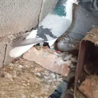 جفت فروشی درجه یک ساده سبز و هفت رنگ دم سفید ماده