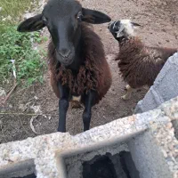 فروش گوسفند