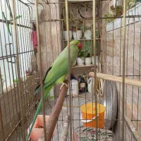 ملنگوی ماده دارم برای جوجه کشی