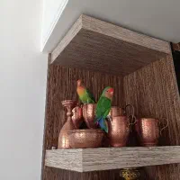 طوطی برزیلی با قفس