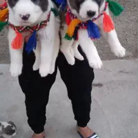 واگذاری سگ نر و ماده