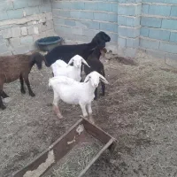 دوتا بره نر سه تا ماده همگی باهم ۱۲۰