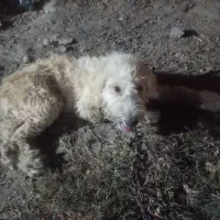 سگ نر